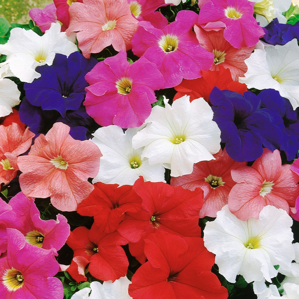 Petunia SGL Dreams Mix HY Flower Seeds – mixed blooms – myBageecha