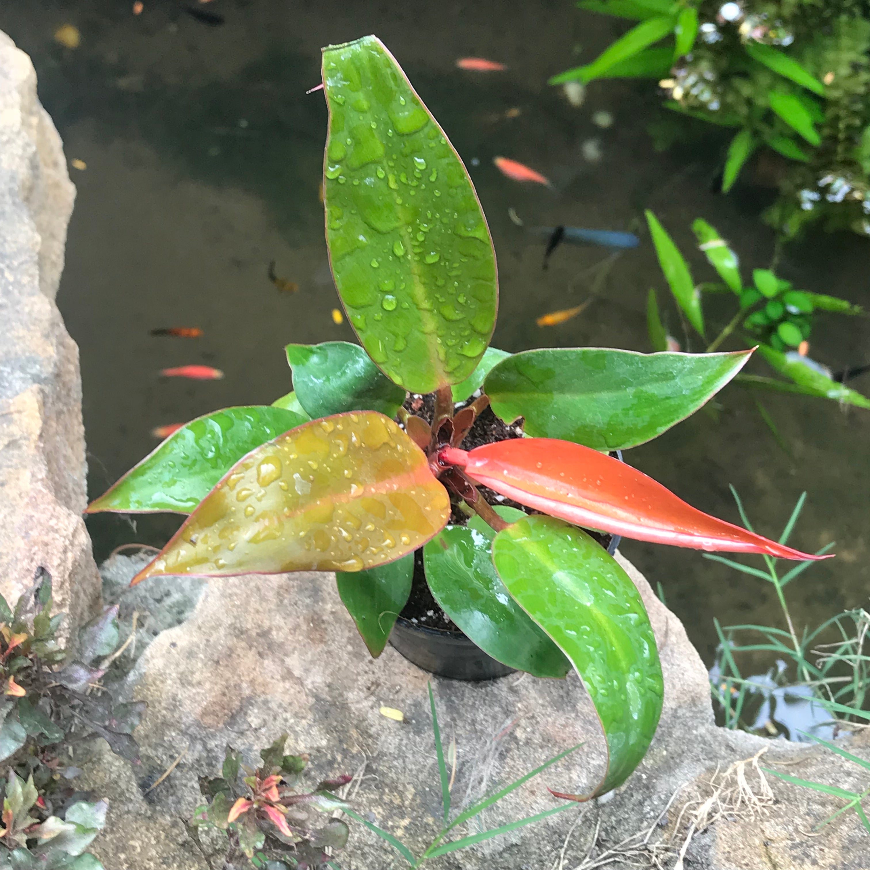 Philodendron Prince of Orange