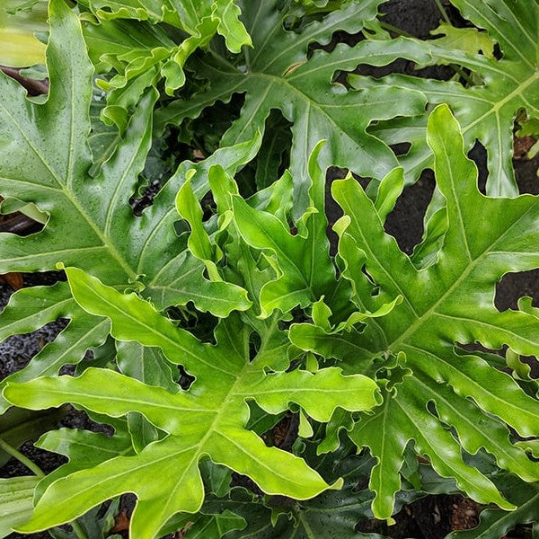 Philodendron Selloum Green Plant - myBageecha