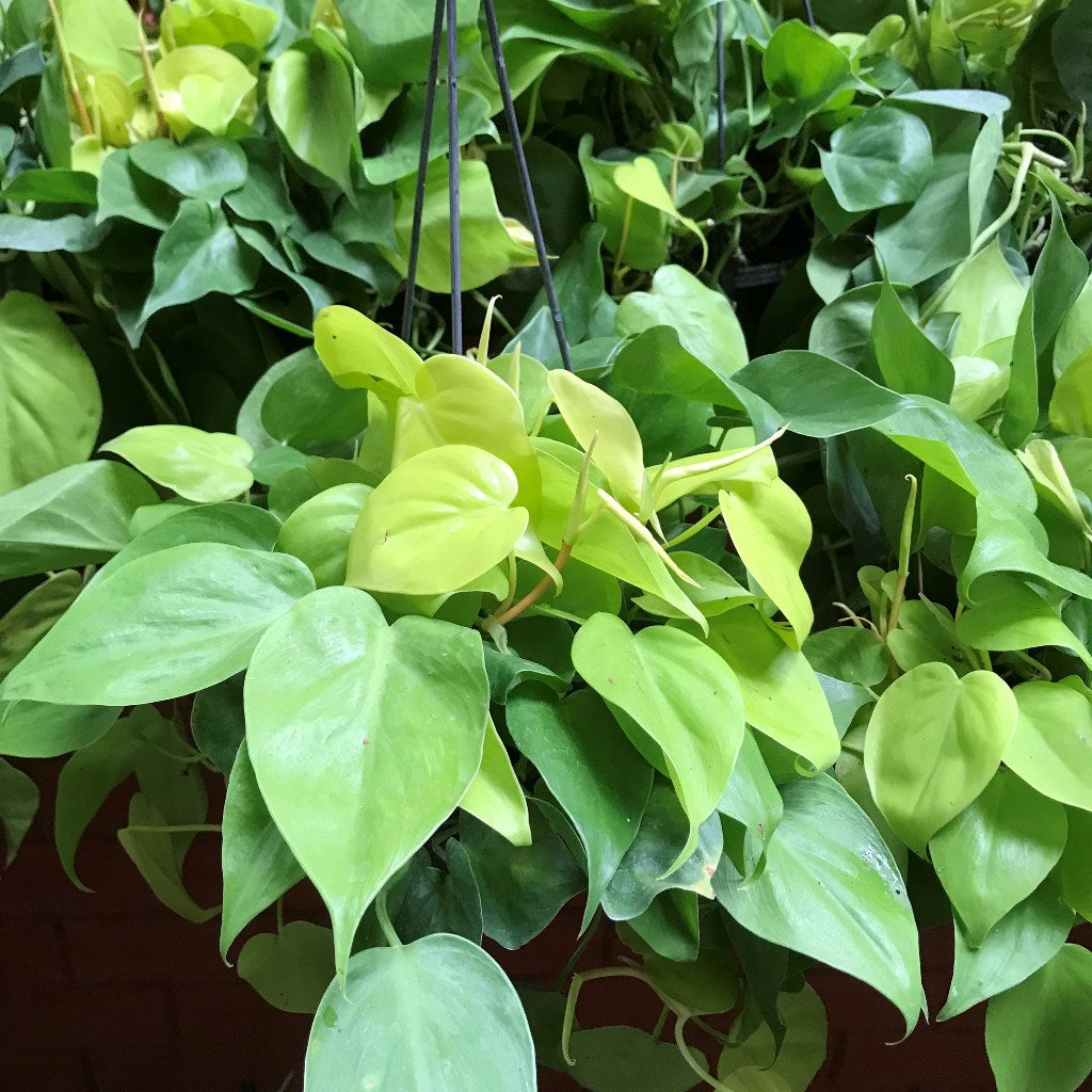 Philodendron Cordatum Brazil Golden Indoor Plant