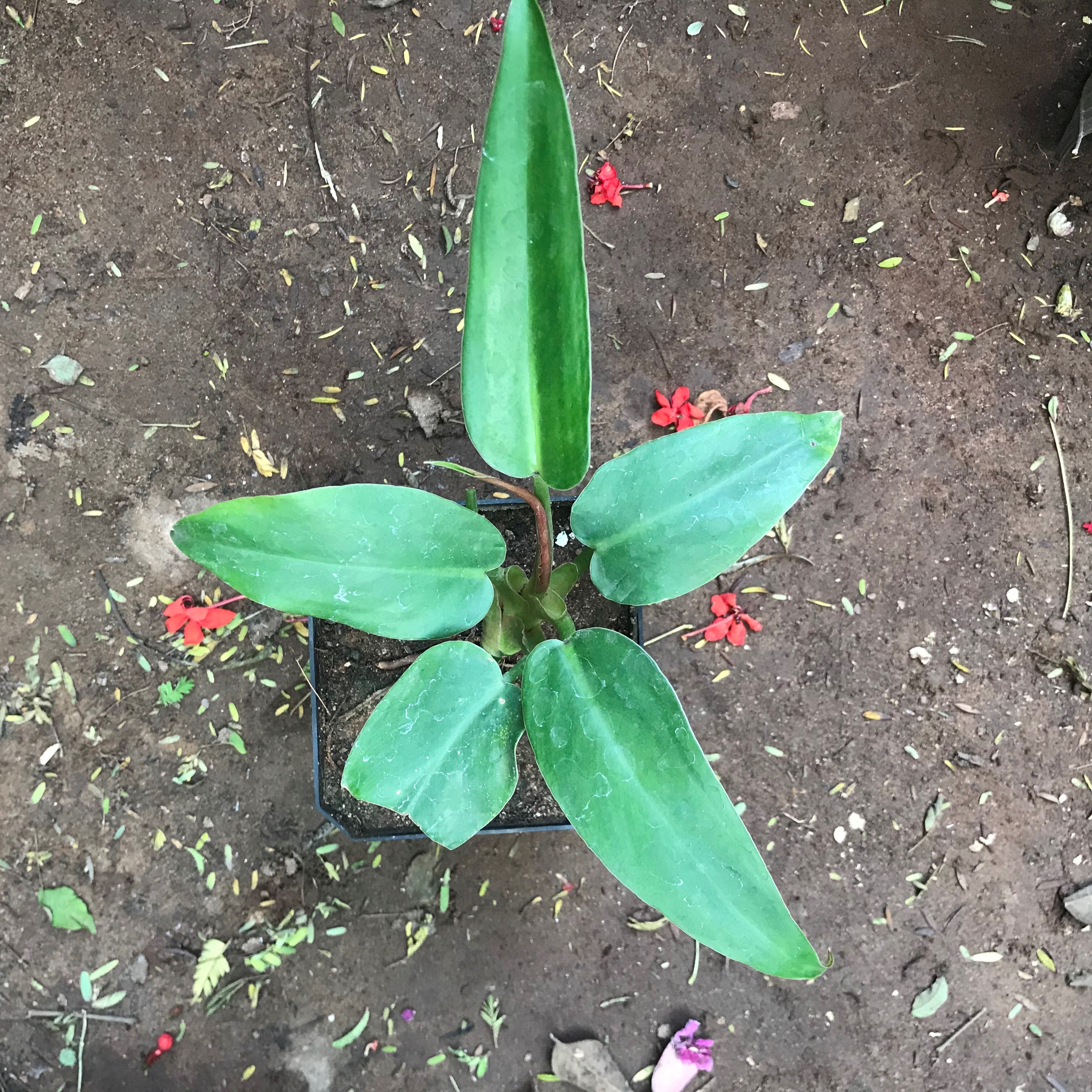 Philodendron Diflexum Plant - myBageecha