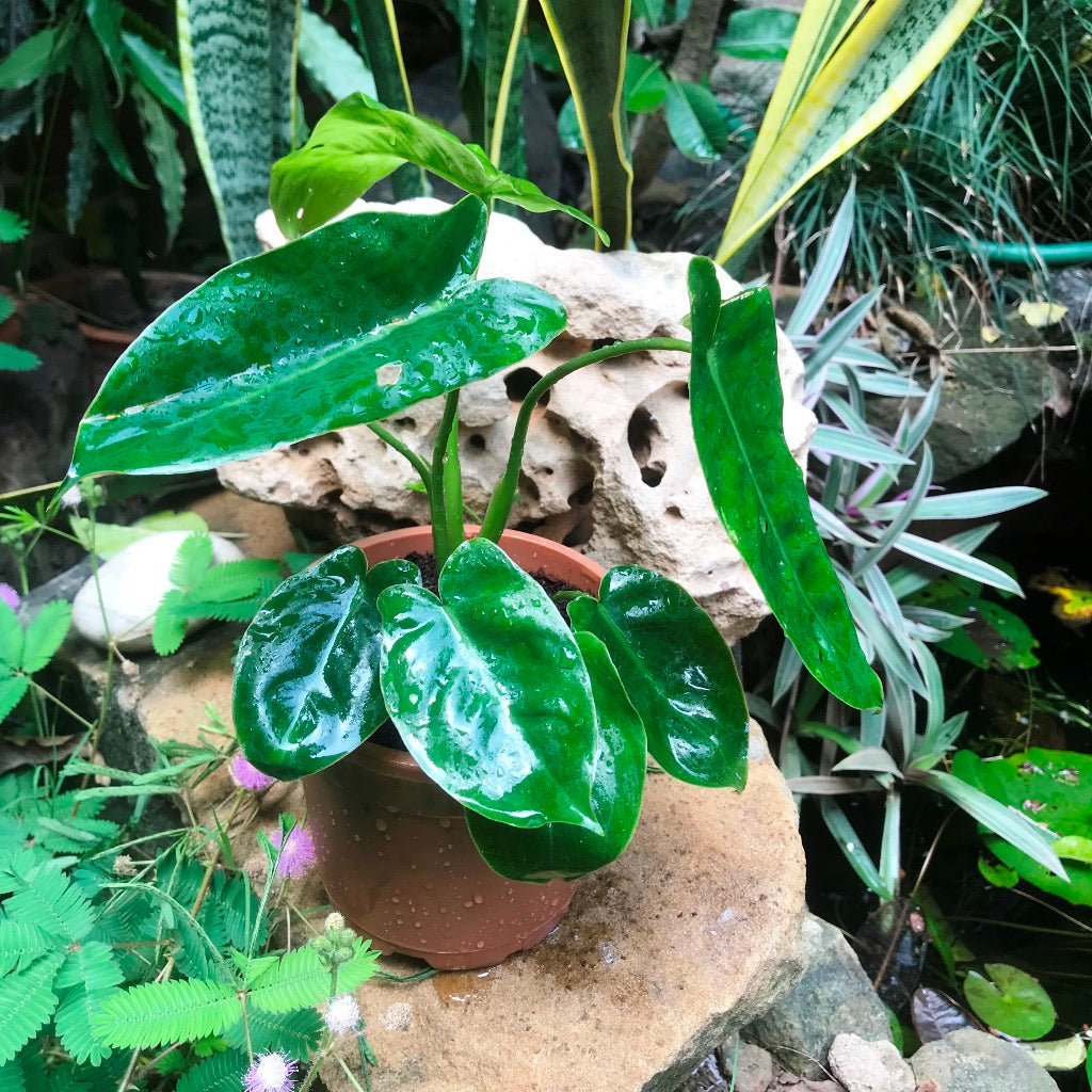 Philodendron Kerala Hybrid Plant - myBageecha
