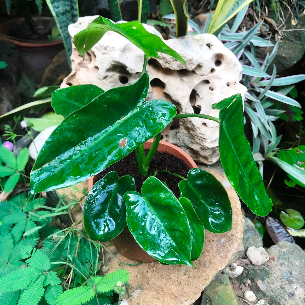 Philodendron Kerala Hybrid Plant - myBageecha