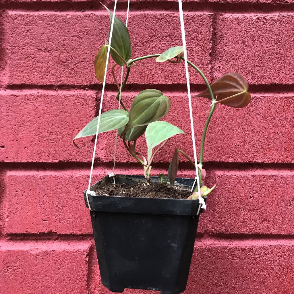 Philodendron Micans Plant - myBageecha