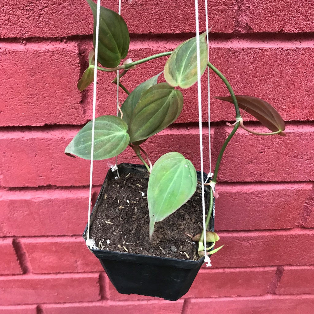 Philodendron Micans Plant - myBageecha