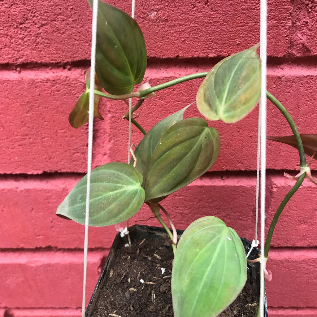 Philodendron Micans Plant - myBageecha