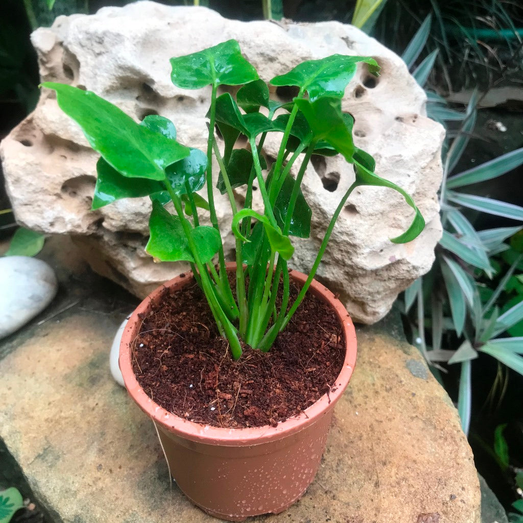 frilly philodendron Philodendron Selloum Green Decorative Indoor Plant
