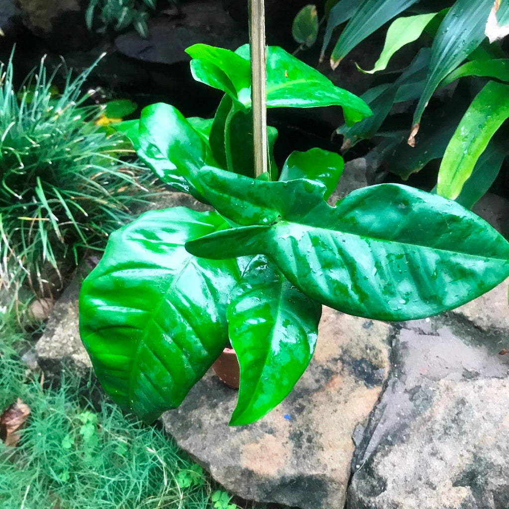 Philodendron Tripartitum Plant - myBageecha