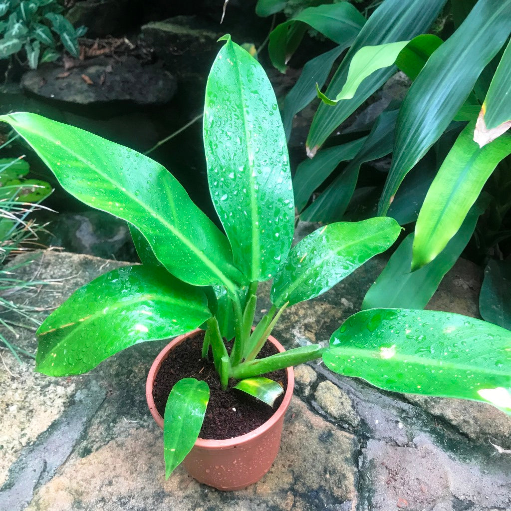 Philodendron Wendlandii Plant - myBageecha