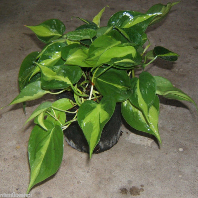 Philodendron Scandens Variegata Plant - myBageecha
