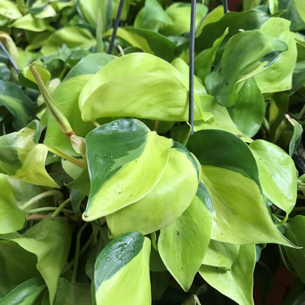 Philodendron Cordatum Brazil Plant - myBageecha