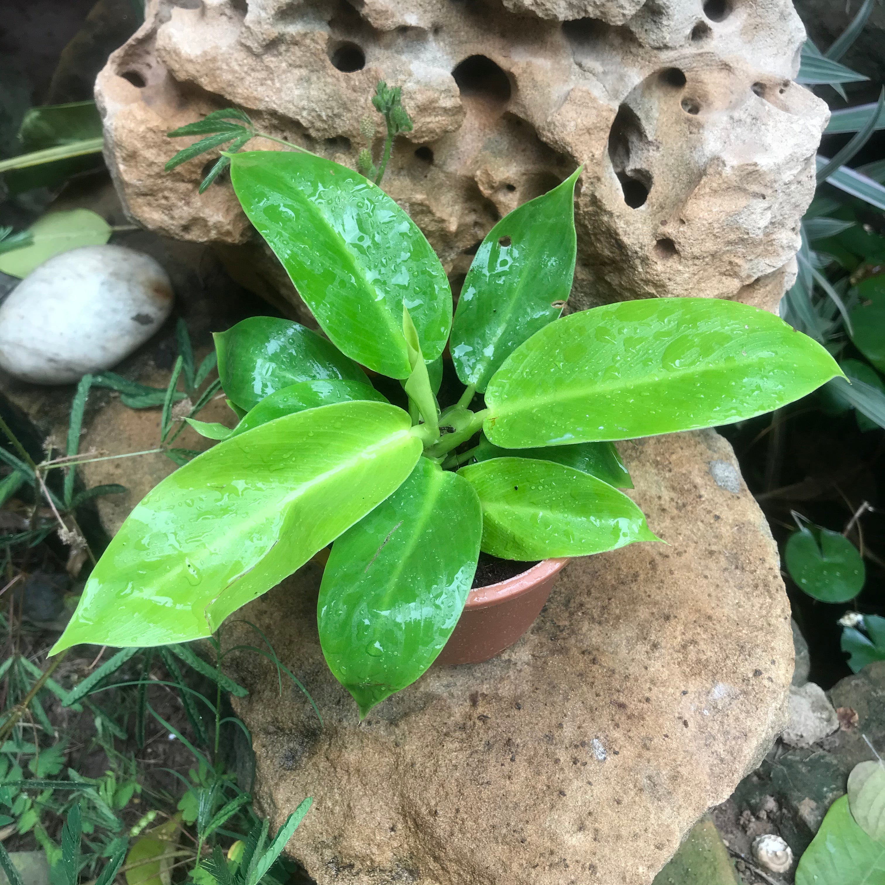 Philodendron Moonshine Plant - myBageecha