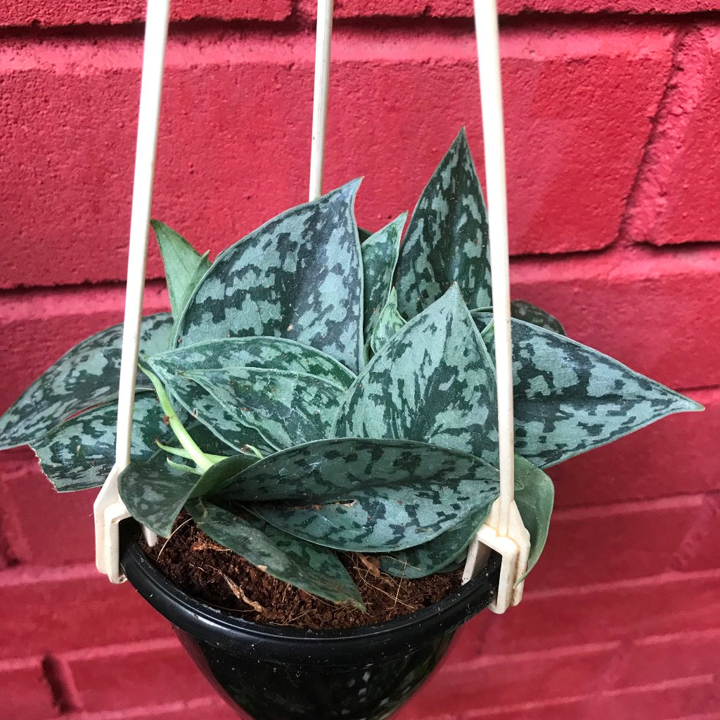 silver sheen pothos Scindapsus Silver Splash Decorative Vine Plant