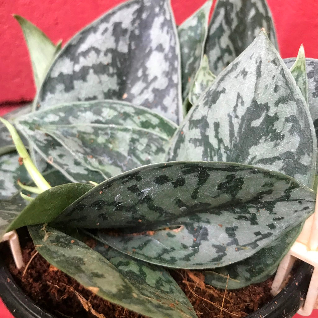 Scindapsus Pictus Silver Splash Plant - myBageecha