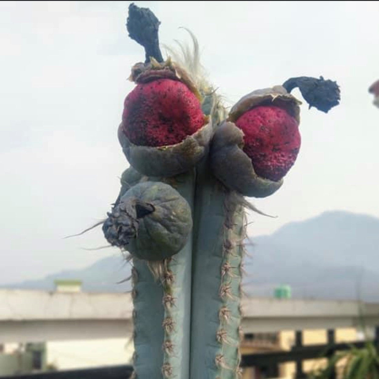 Pilosocereus Pachycladus Blue Columner Cactus Plant - myBageecha