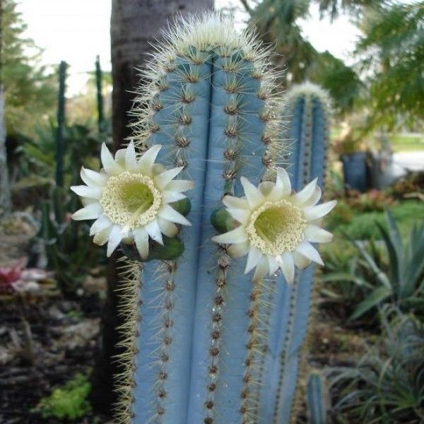Pilosocereus Pachycladus Blue Columner Cactus Plant - myBageecha