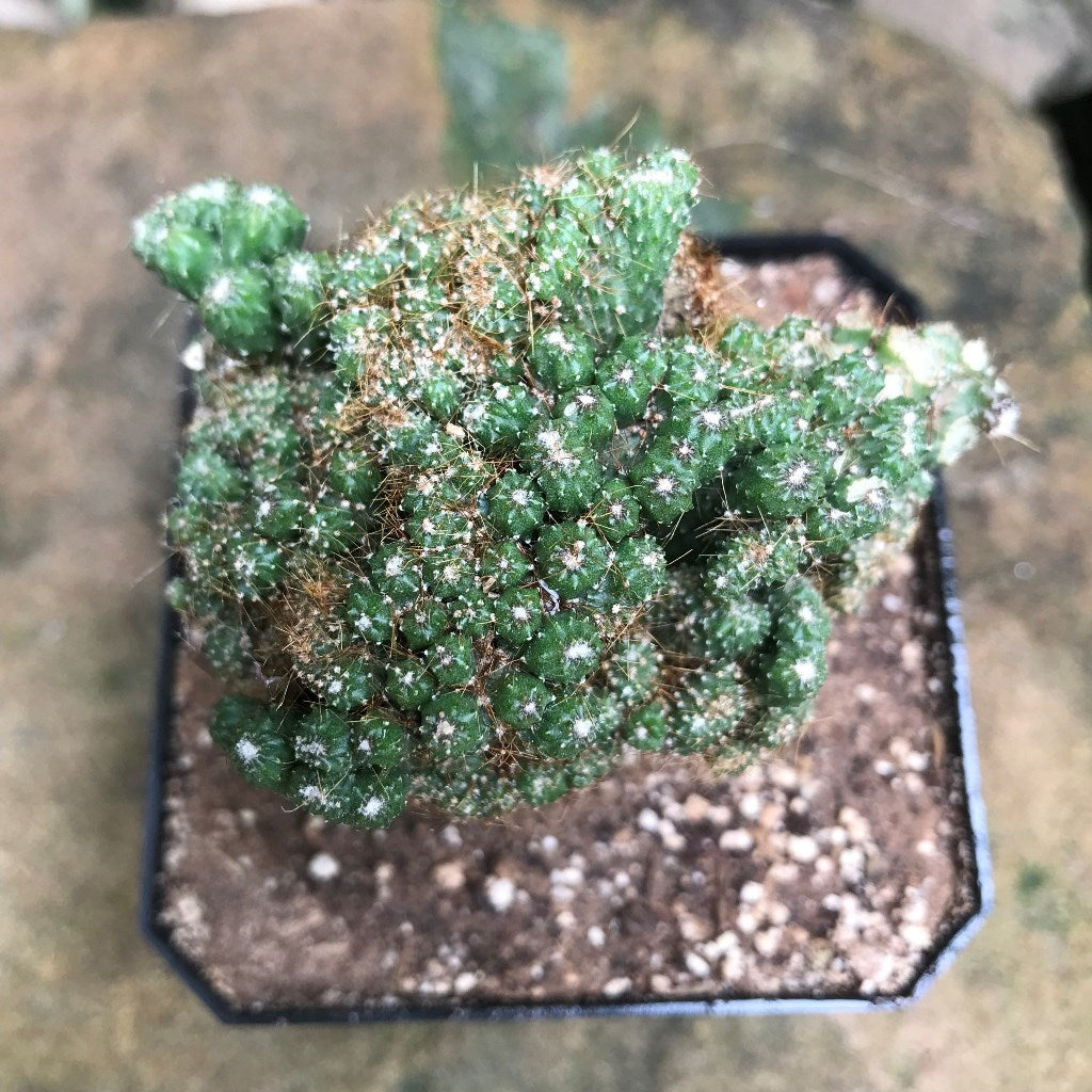 Cereus Repandus f. Monstrose Cristate Petra Cactus Plant - myBageecha