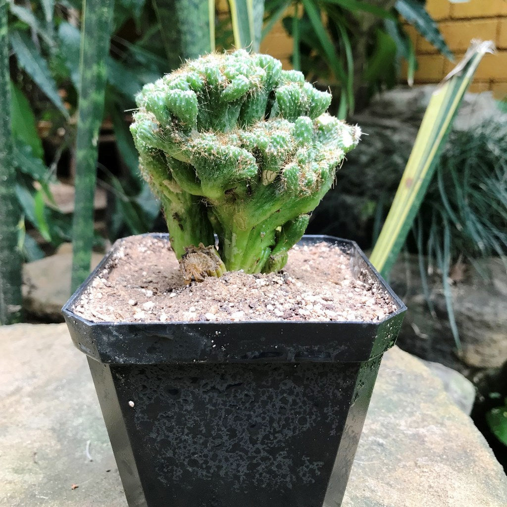 Cereus Repandus f. Monstrose Cristate Petra Cactus Plant - myBageecha