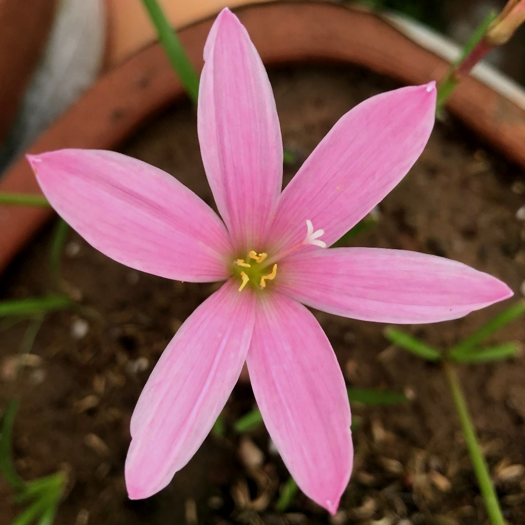 Rain Lily 'Pim Chompoo' (Bulbs) - myBageecha