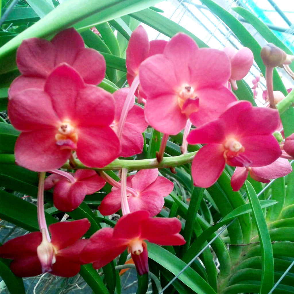 Pine River Red Plants myBageecha - myBageecha