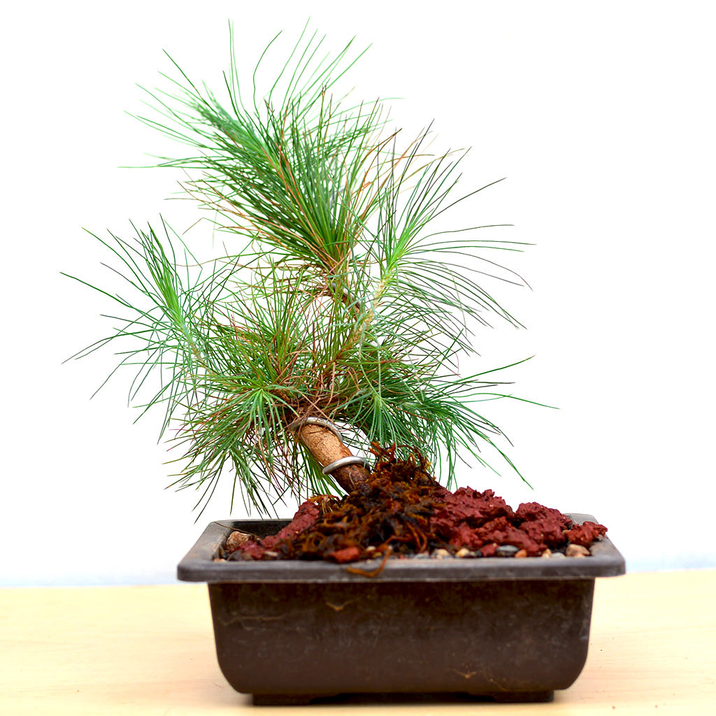 Bonsai Pine Plant with sculptural form – myBageecha