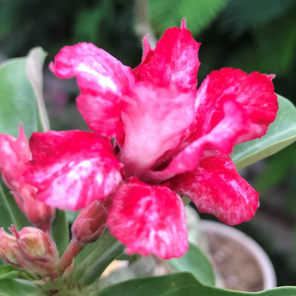 Pink Slush Adenium Plant - myBageecha