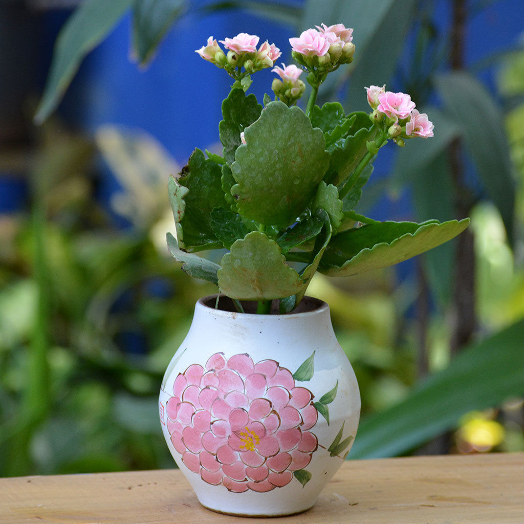 Pink Rosette Ceramic Pot - myBageecha