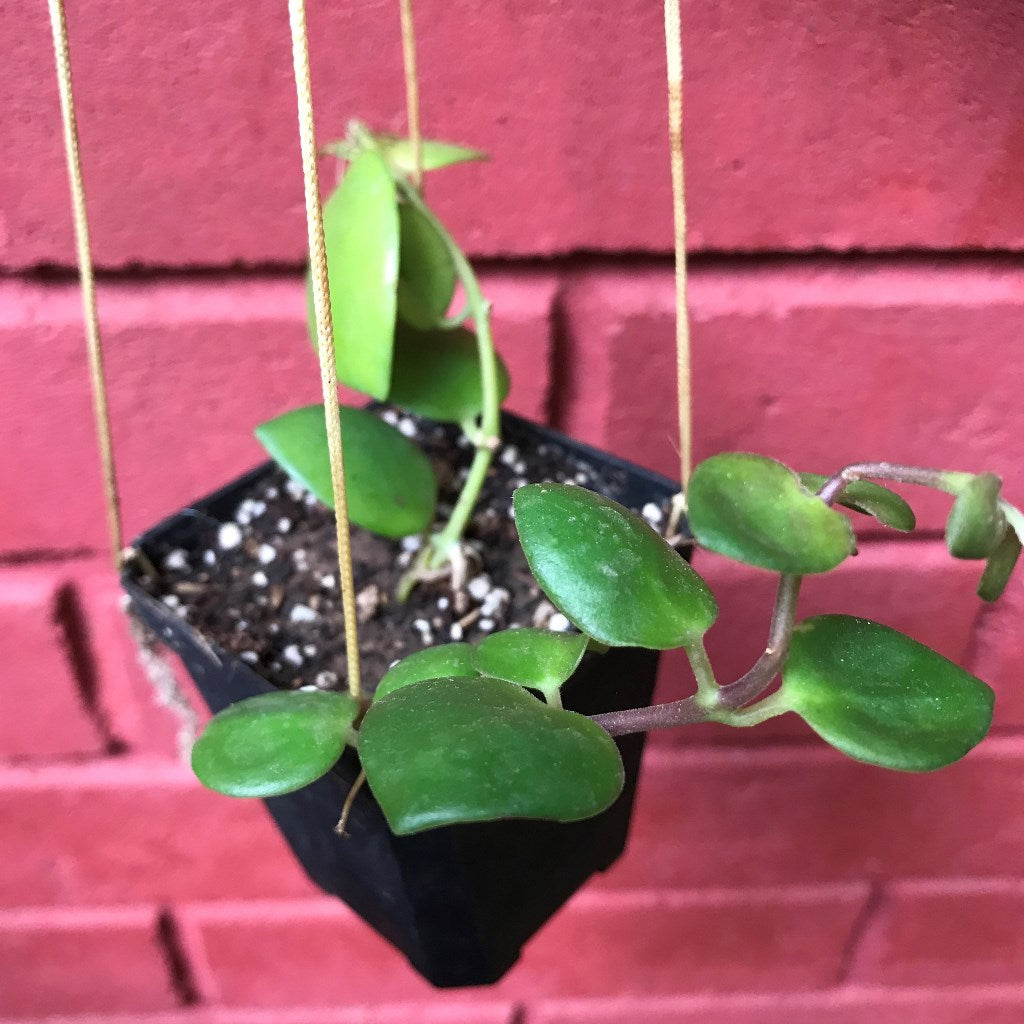 Aeschynanthus Thai Pink Plant - myBageecha