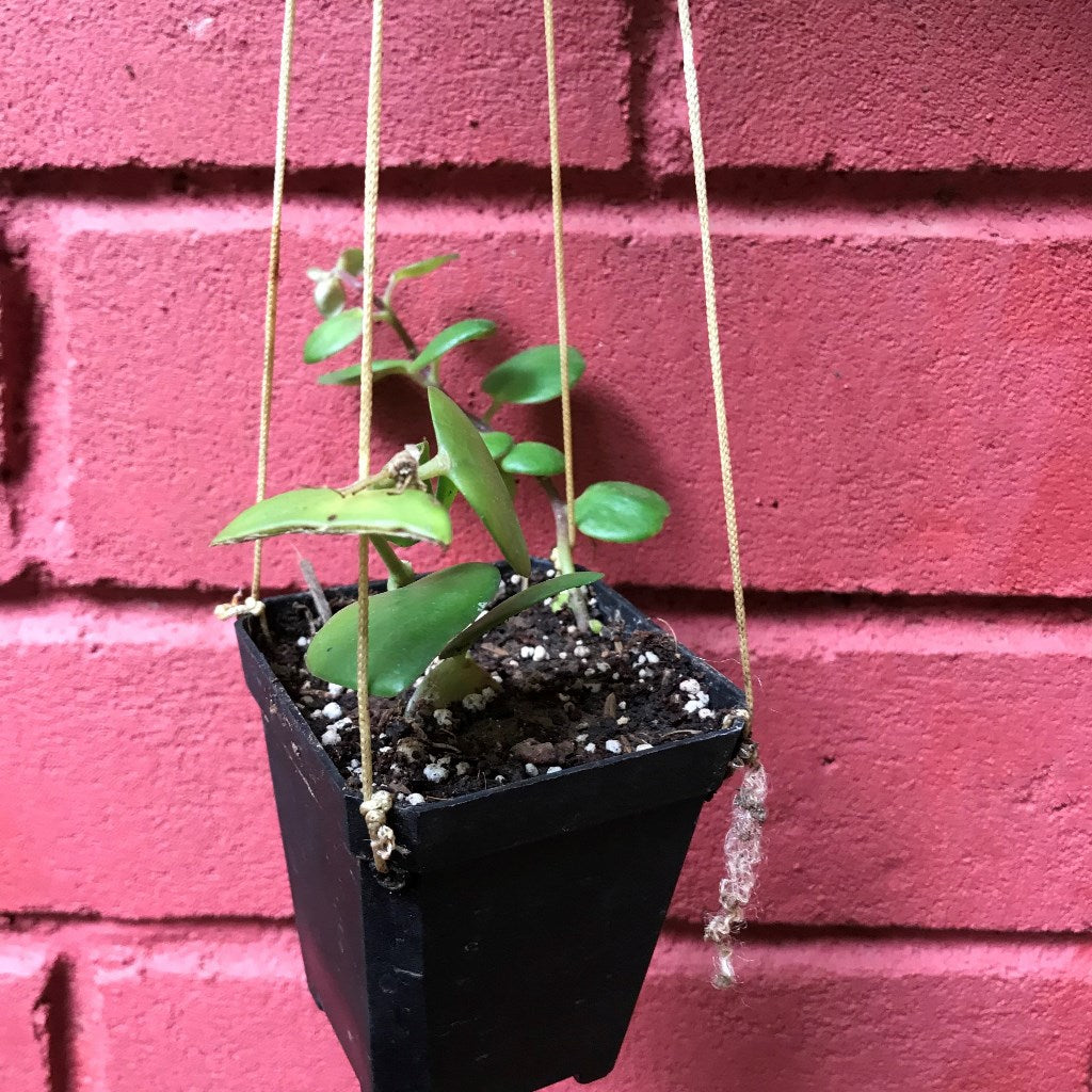 Aeschynanthus Thai Pink Plant - myBageecha