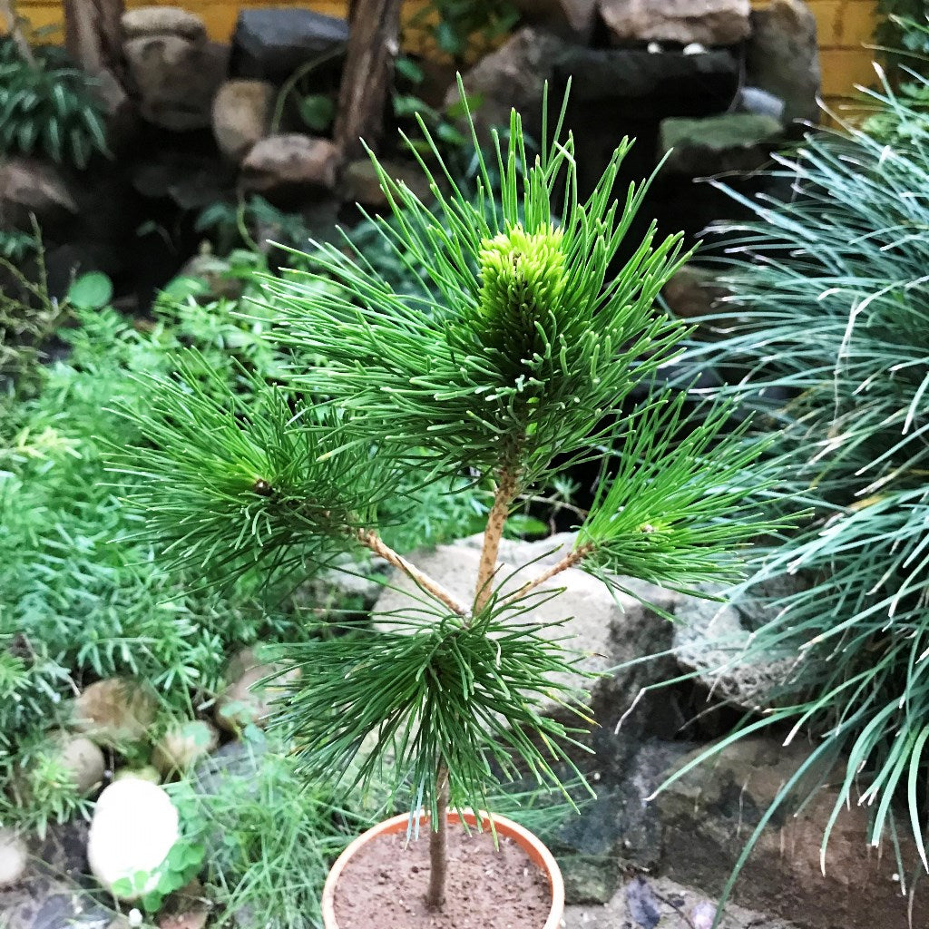 Japanese Black Pine Plant outdoor pot display - myBageecha