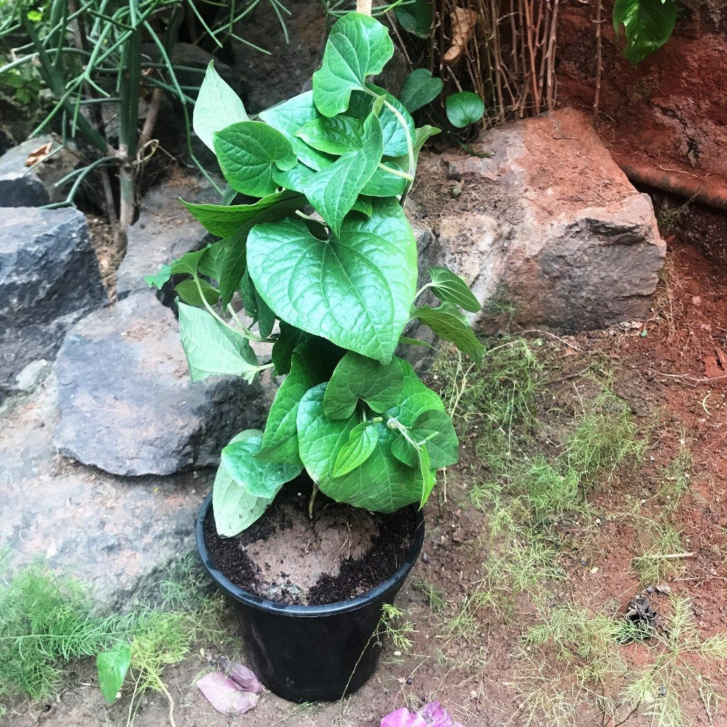 Piper longum Pipli Plant - myBageecha