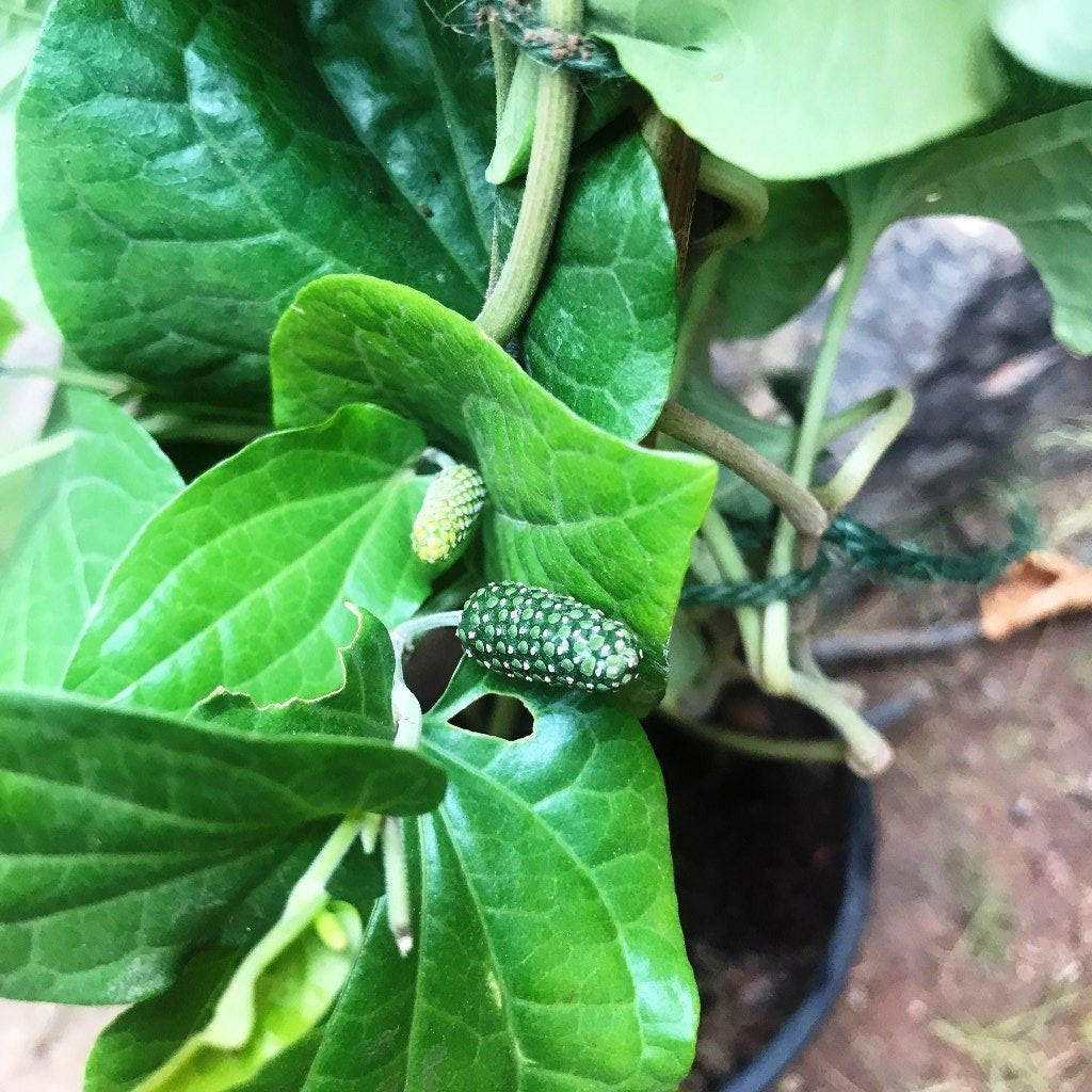 Piper longum Pipli Plant - myBageecha