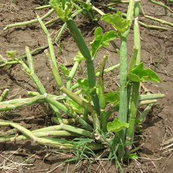 CissusTriangularis Asthisamhari Succulent Plant - myBageecha