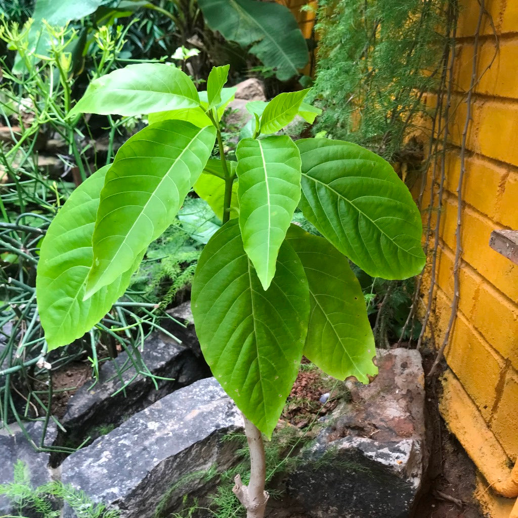 Pisonia grandis - Keeramaran - myBageecha