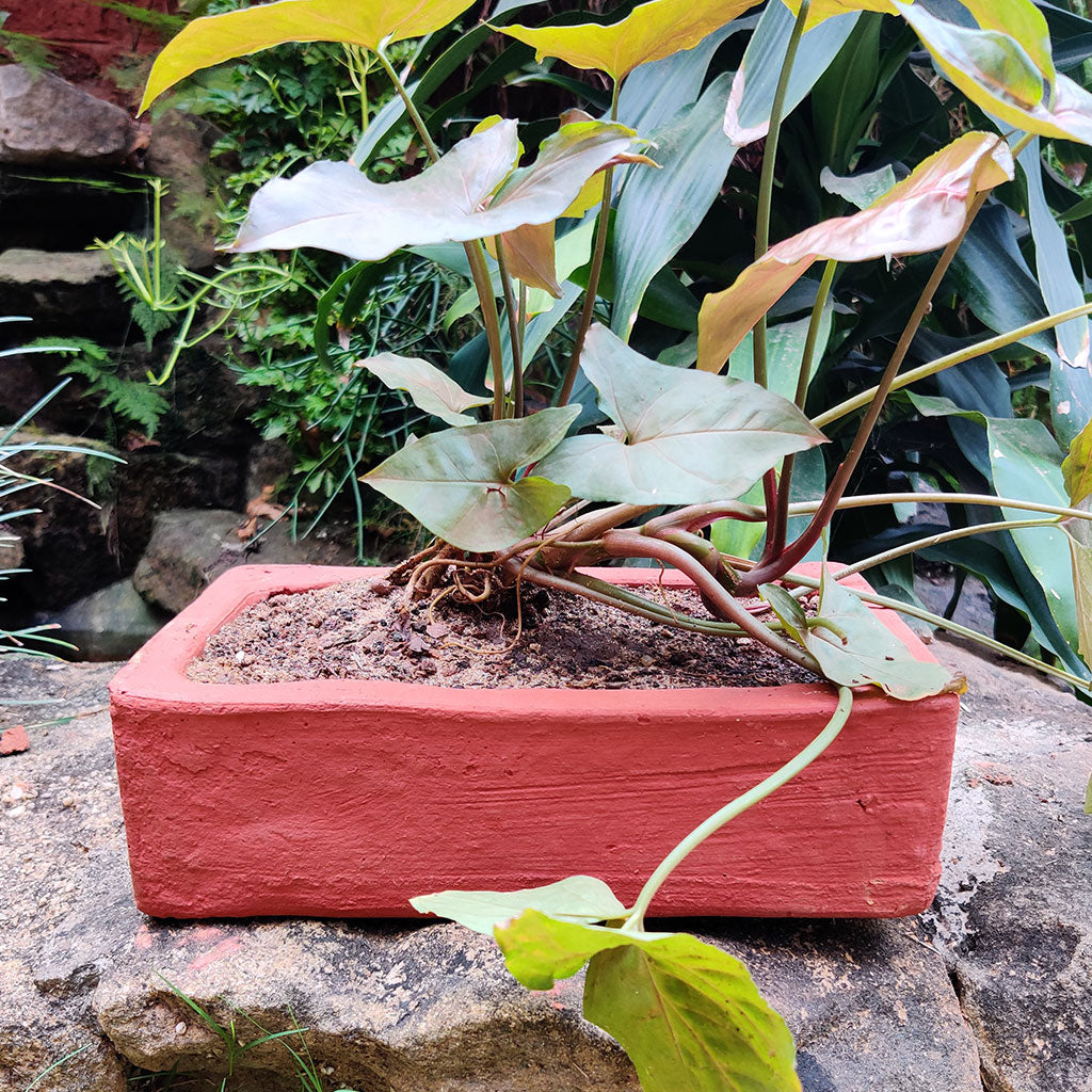 Set of 3 Plain Rectangle Terracotta Pot front view – myBageecha