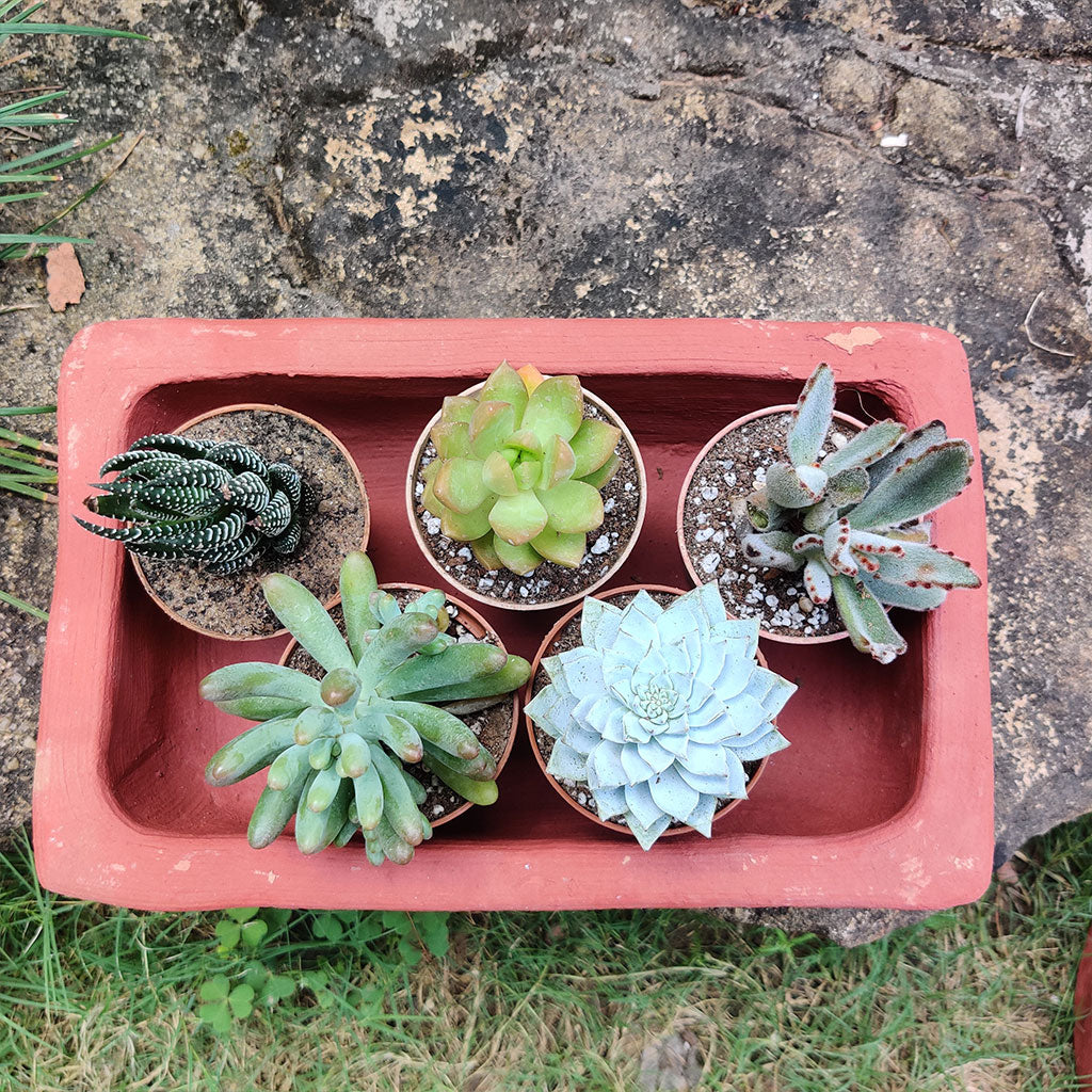 Set of 3 Plain Rectangle Terracotta Pot top view – myBageecha