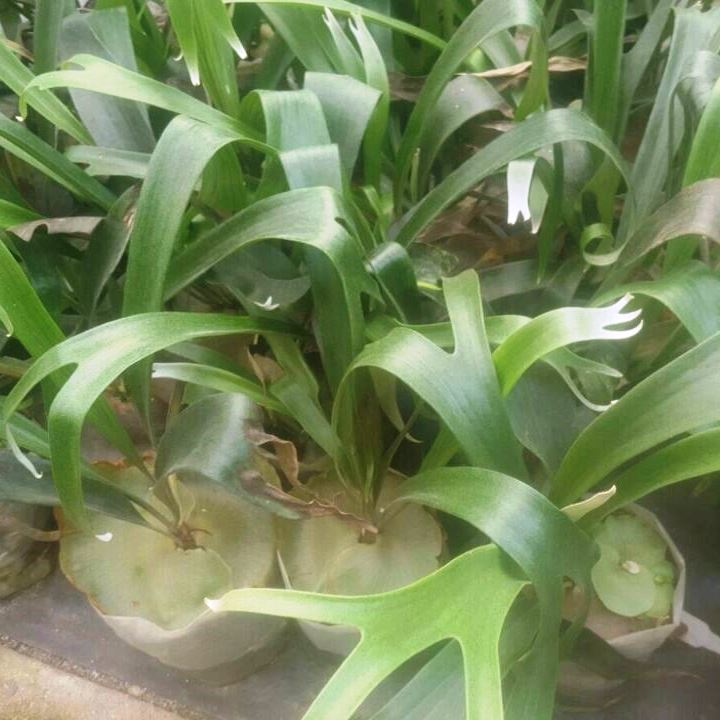 Platycerium Superbum Staghorn Fern Fern Plant - myBageecha