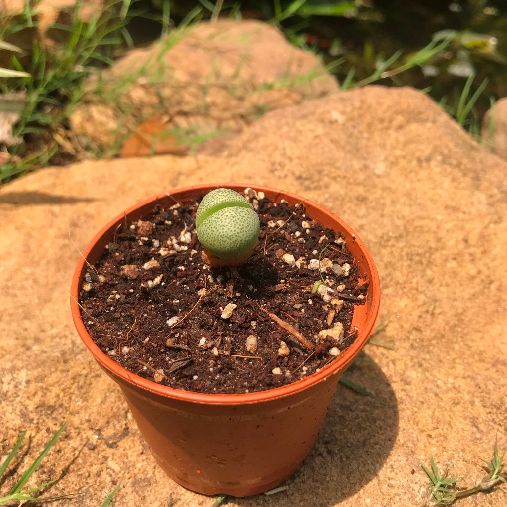 Pleiospilos Nelii Schwantes Split Rock Succulent Plant - myBageecha
