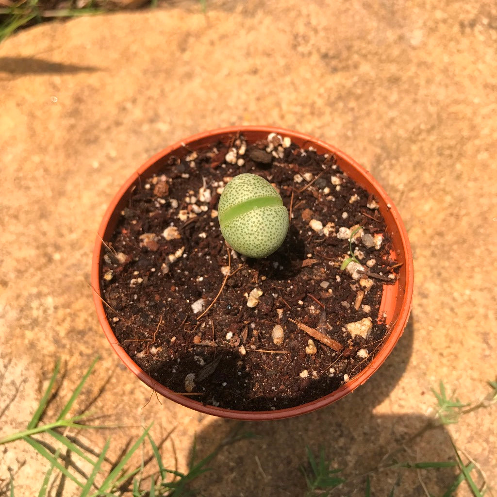 Pleiospilos Nelii Schwantes Split Rock Succulent Plant - myBageecha