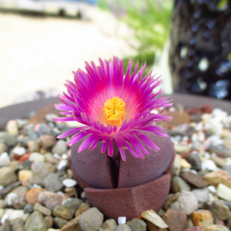 rock succulent flower Pleiospilos Nelii Royal Flush – Living Stone Succulent Plant