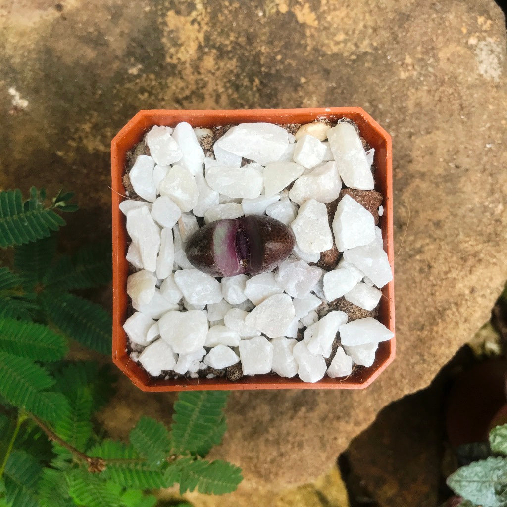 Pleiospilos Nelii Royal Flush Split Rock Succulent Plant - myBageecha