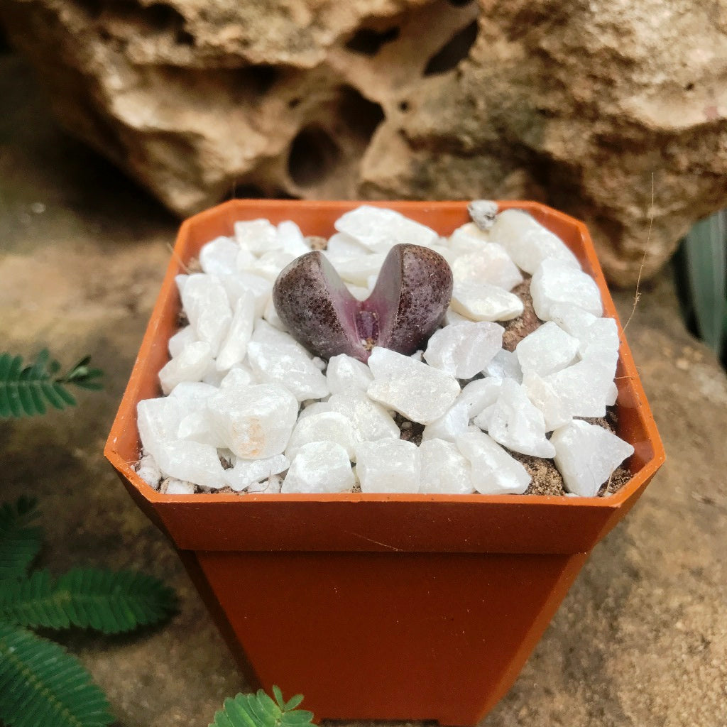 Pleiospilos Nelii Royal Flush Split Rock Succulent Plant - myBageecha