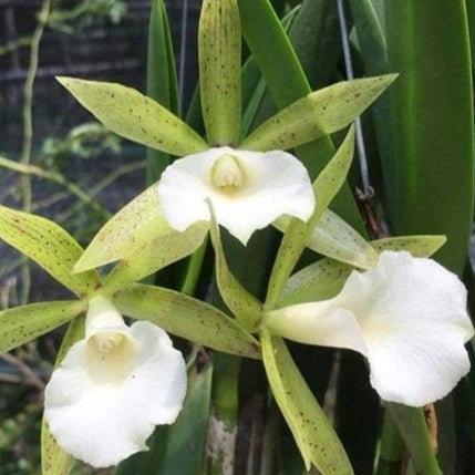 Cat. Ploenpit Stars - myBageecha