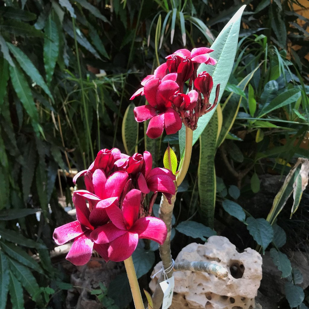 Plumeria Black Tiger Champa Plant - myBageecha