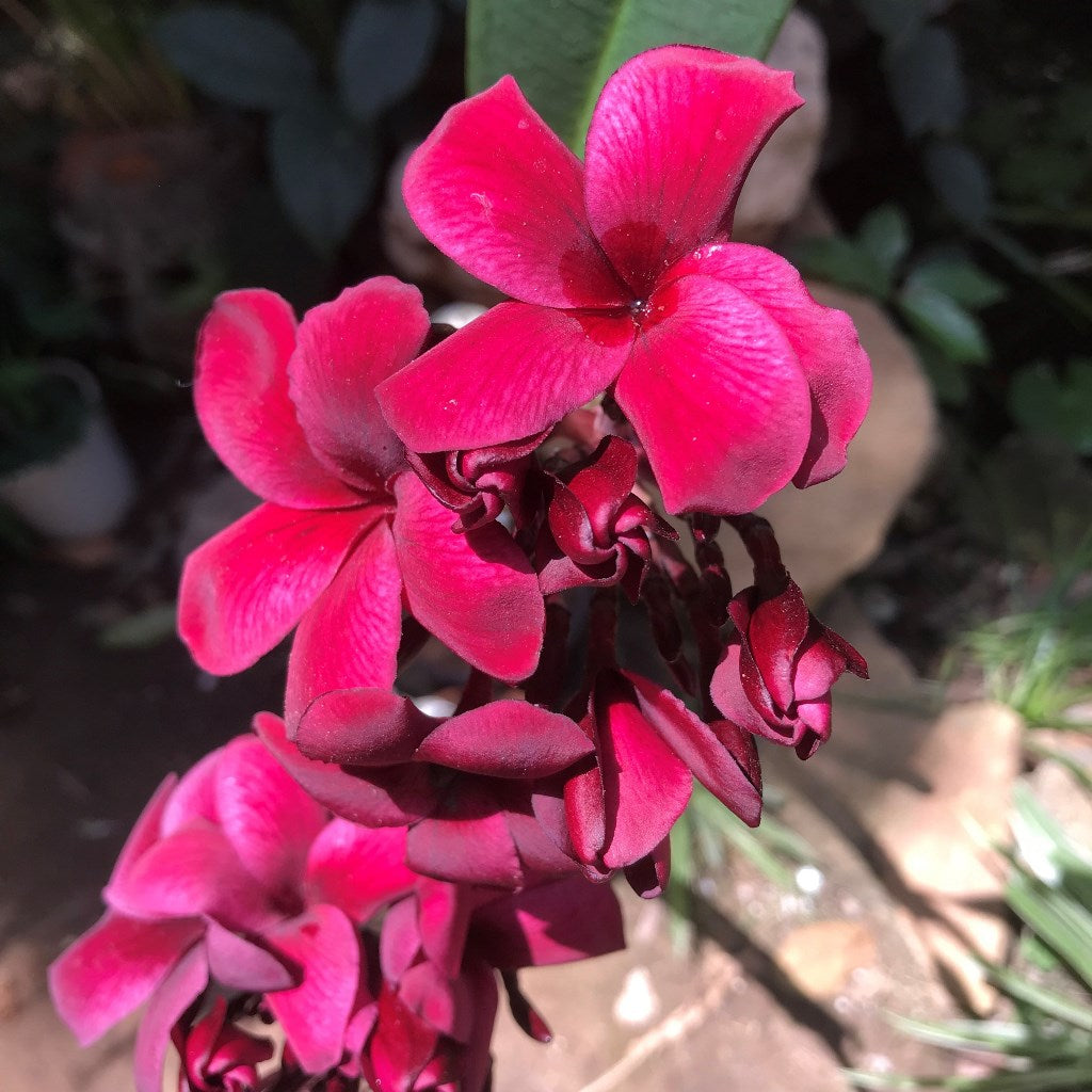 Plumeria Black Tiger Champa Plant - myBageecha