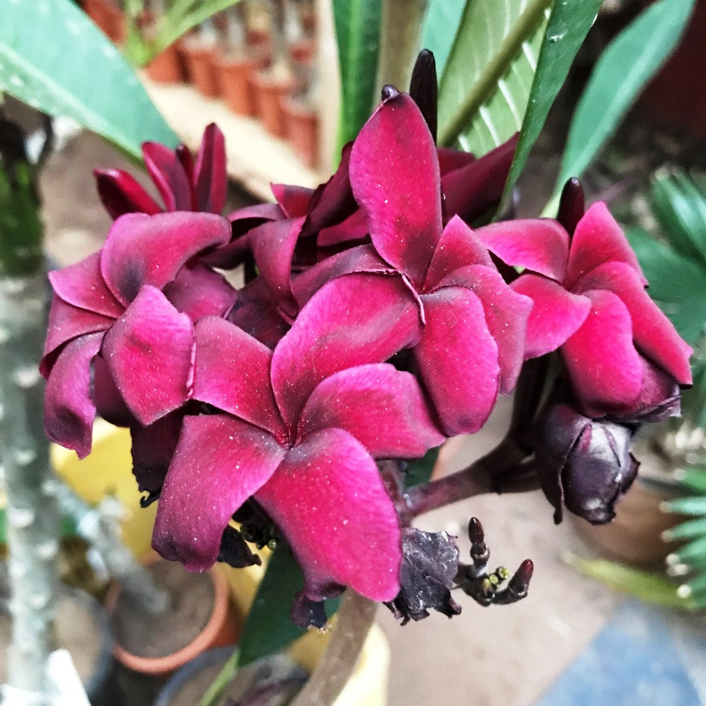 Plumeria Black Tiger Champa Plant - myBageecha