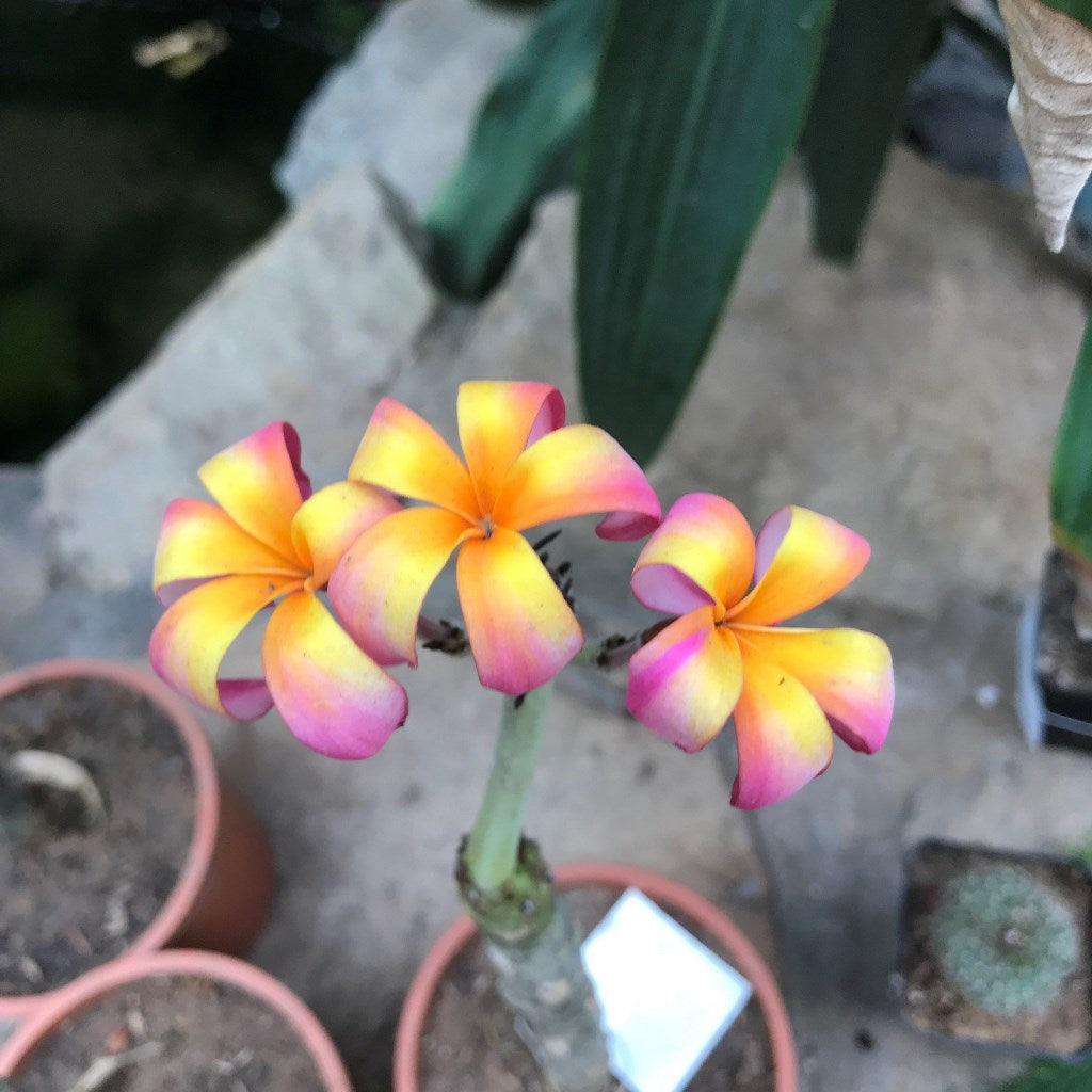 Plumeria Rubra Firestorm Champa Plant - myBageecha