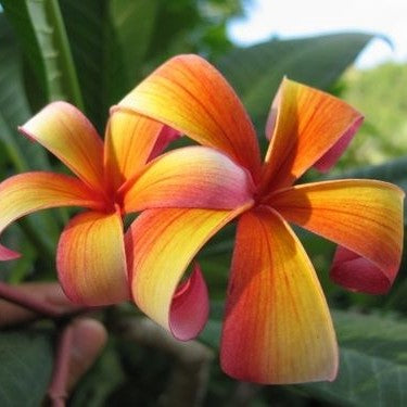Plumeria Firestorm – Orange Red Fragrant Flowering Tree