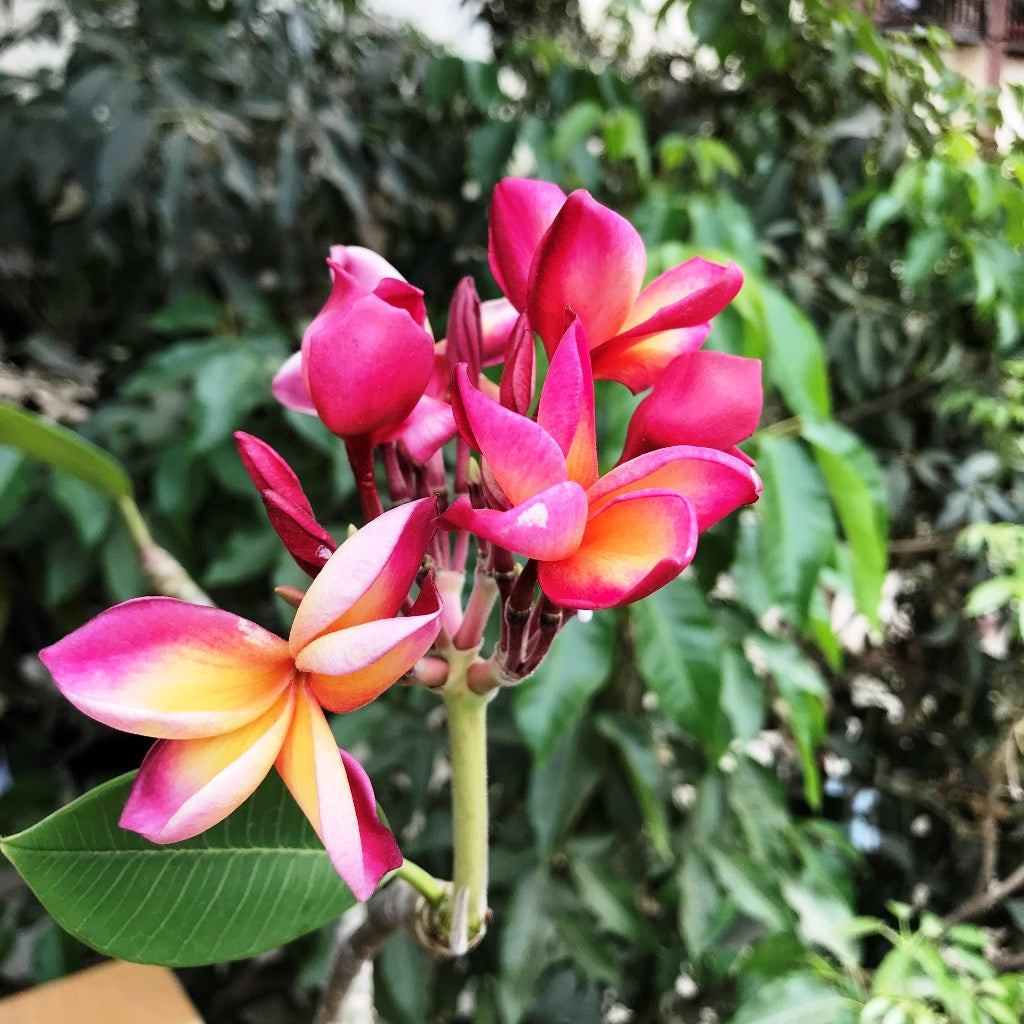 Plumeria Symphony Champa Plant - myBageecha