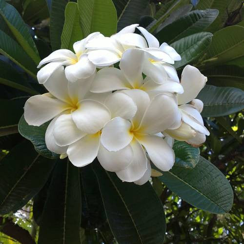Plumeria Alba Plants myBageecha - myBageecha